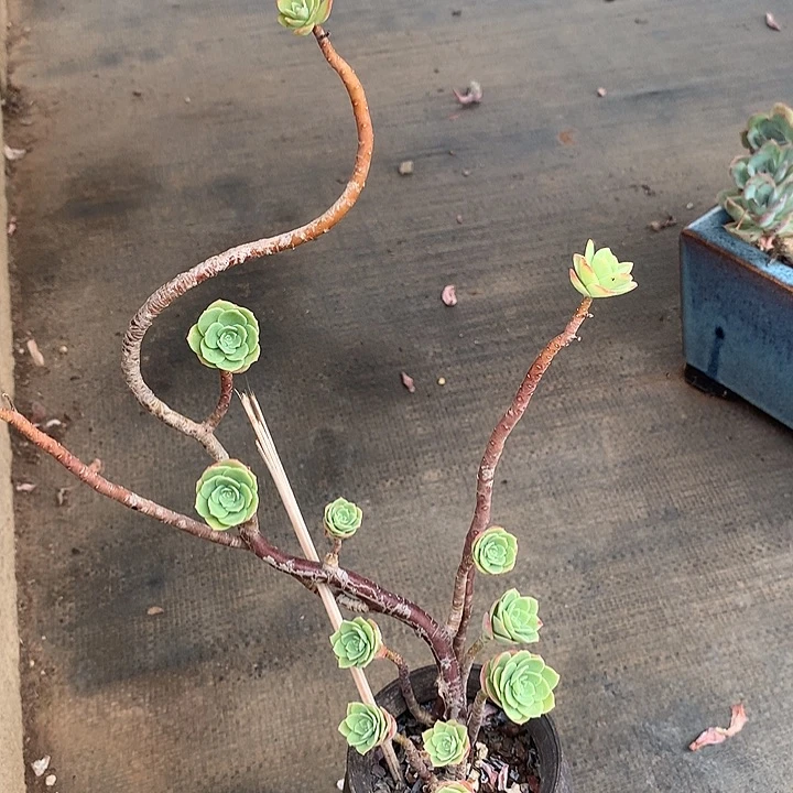 多肉植物老弟专拍