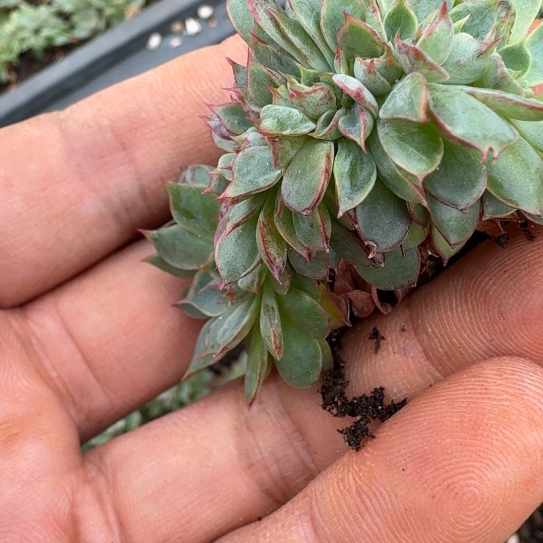 缀化一颗量拍8-25