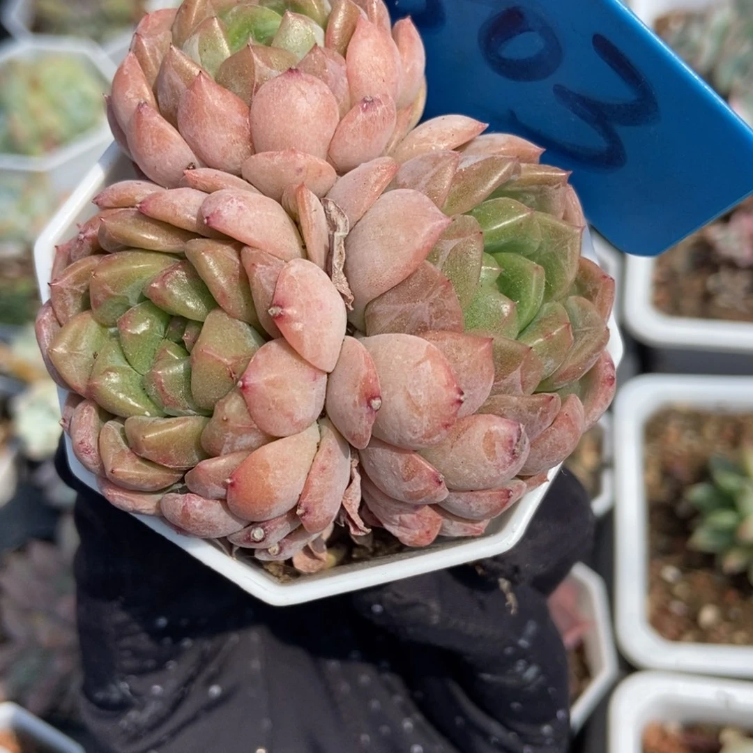 803糖果珍妮多肉植物保护