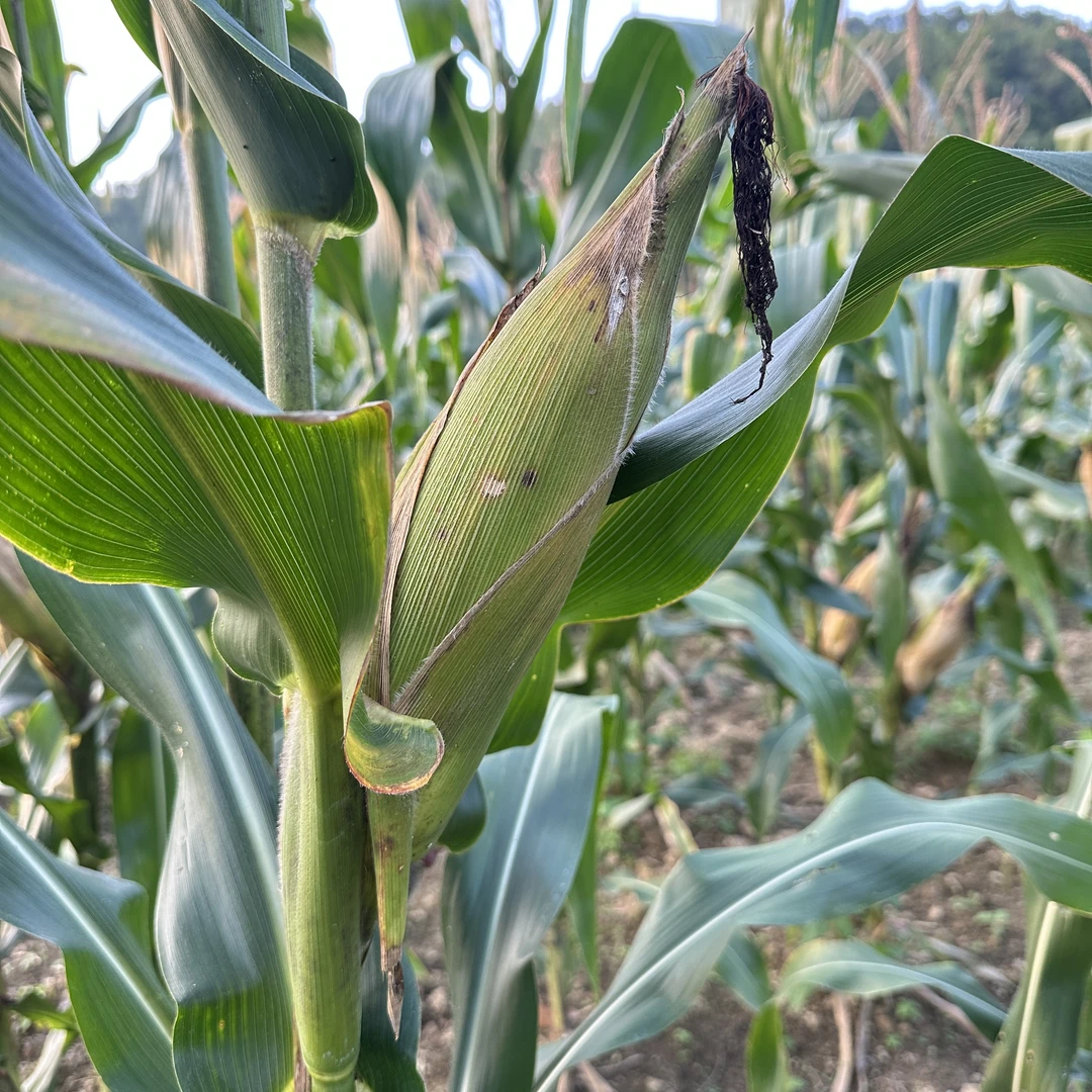 广西天等新鲜老玉米棒烤吃香甜脆口零食休闲食品