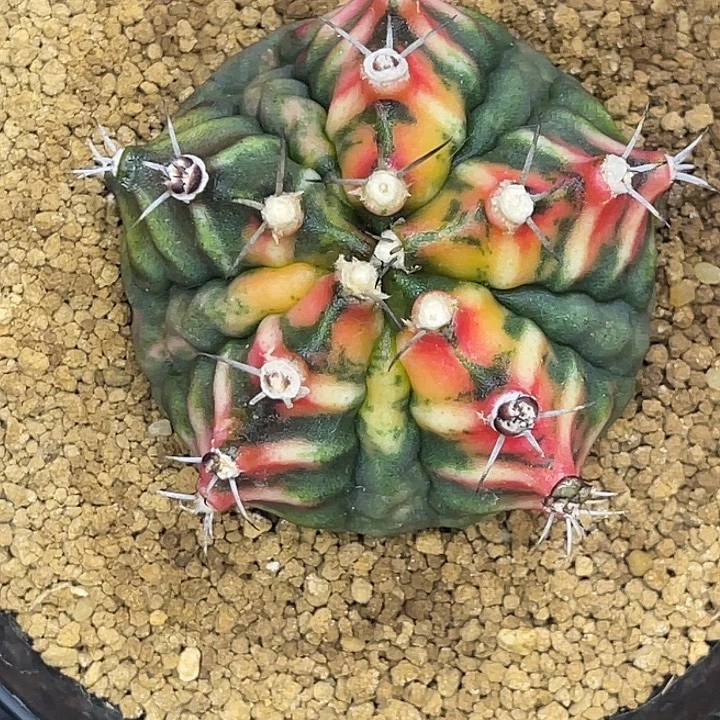 双十二福利 五棱大腹肌 一物一拍