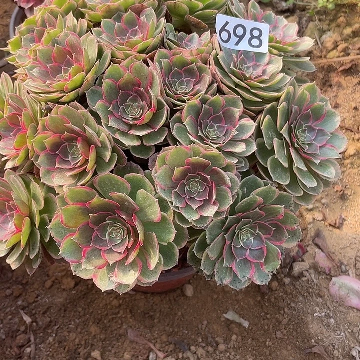 小***城698粉花妖多肉植物