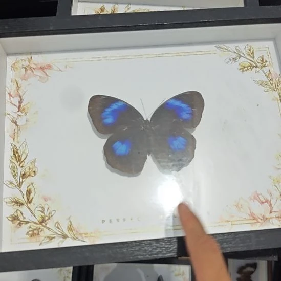 紫方环蝶大框蝴蝶标本