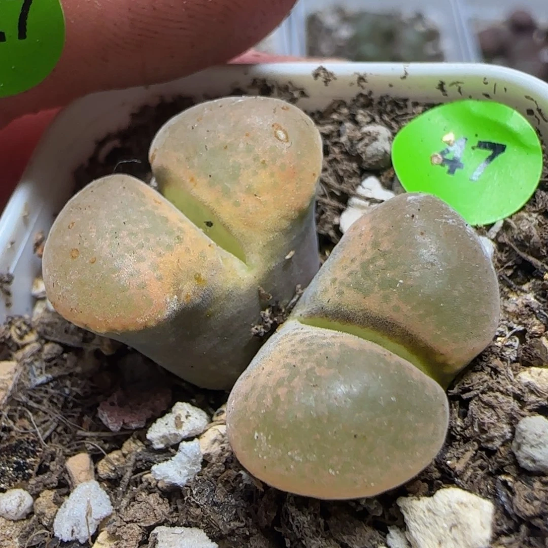 漂漂亮亮多肉植物47