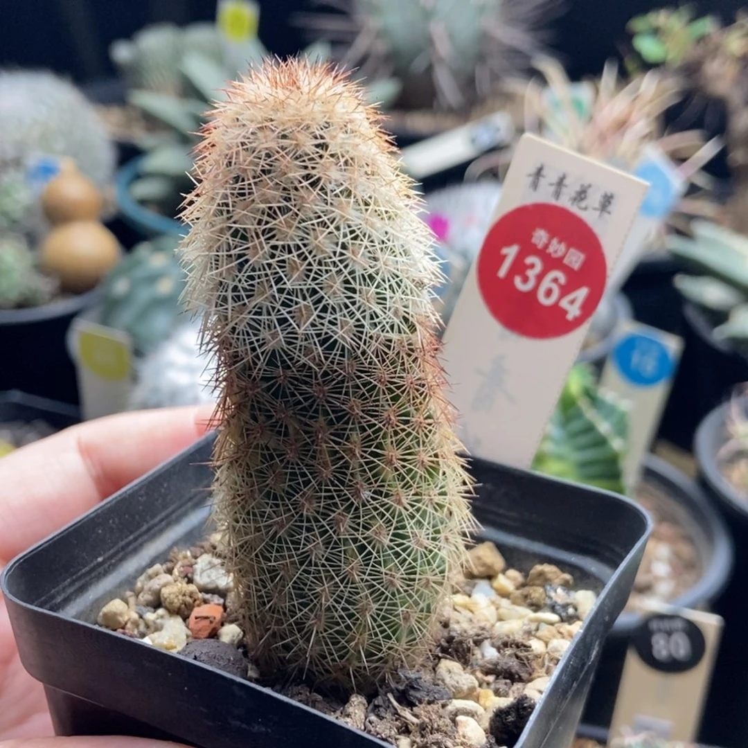 实生御旗虾一棵仙人球