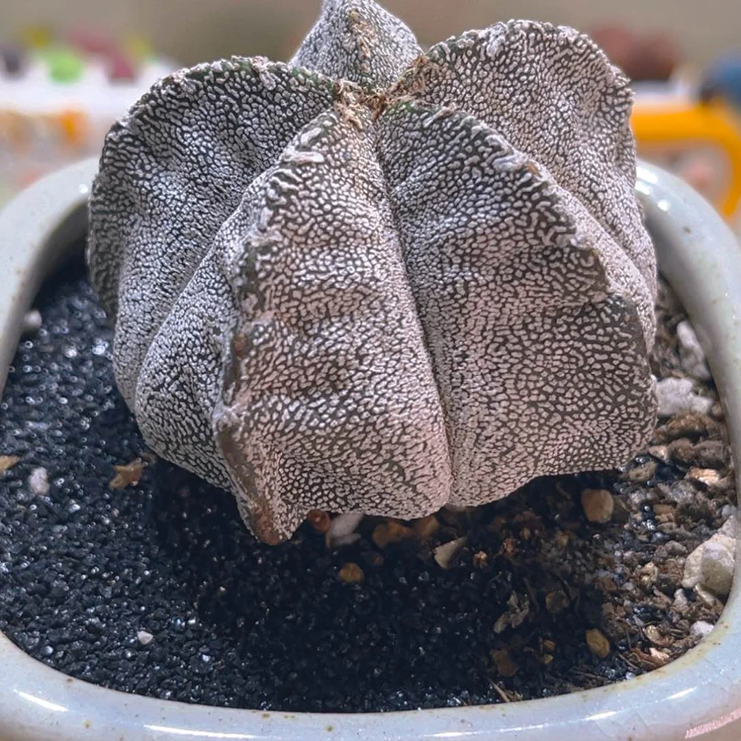 120恩琢仙人球带盆带土