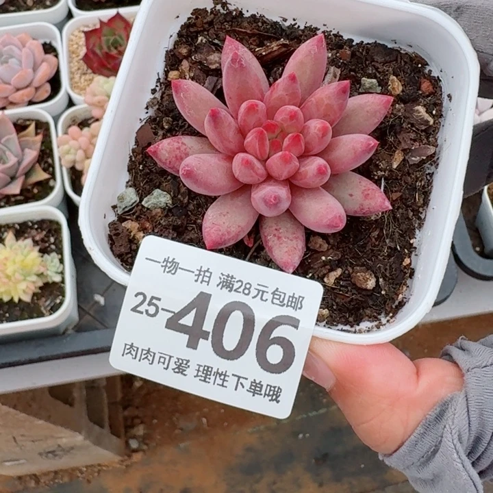 金鱼姬无盆土发货多