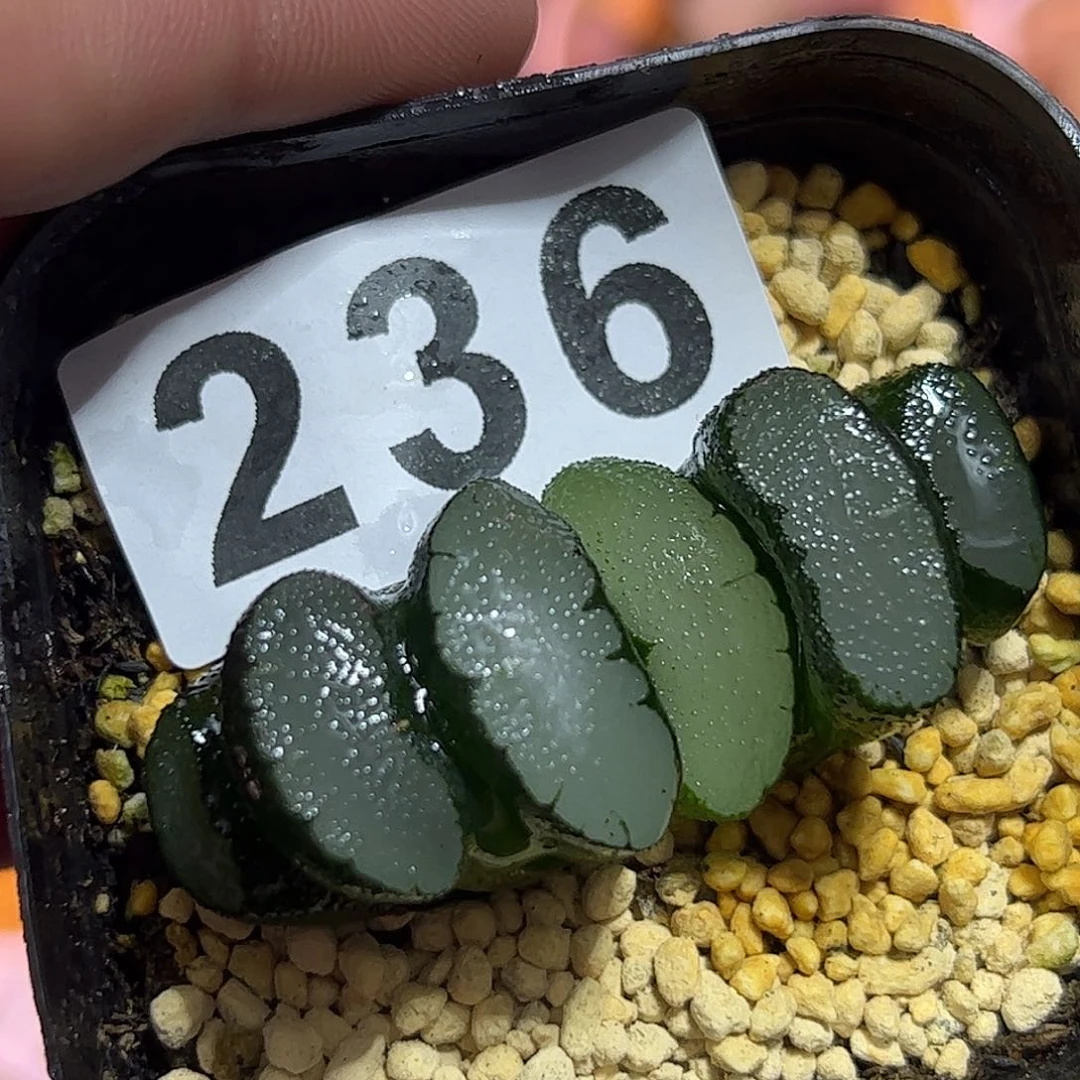 @**@红红火火恍恍惚惚