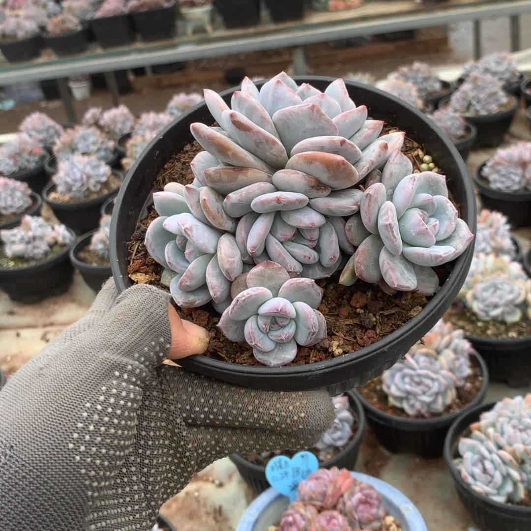 无花朵花花花花花花花41