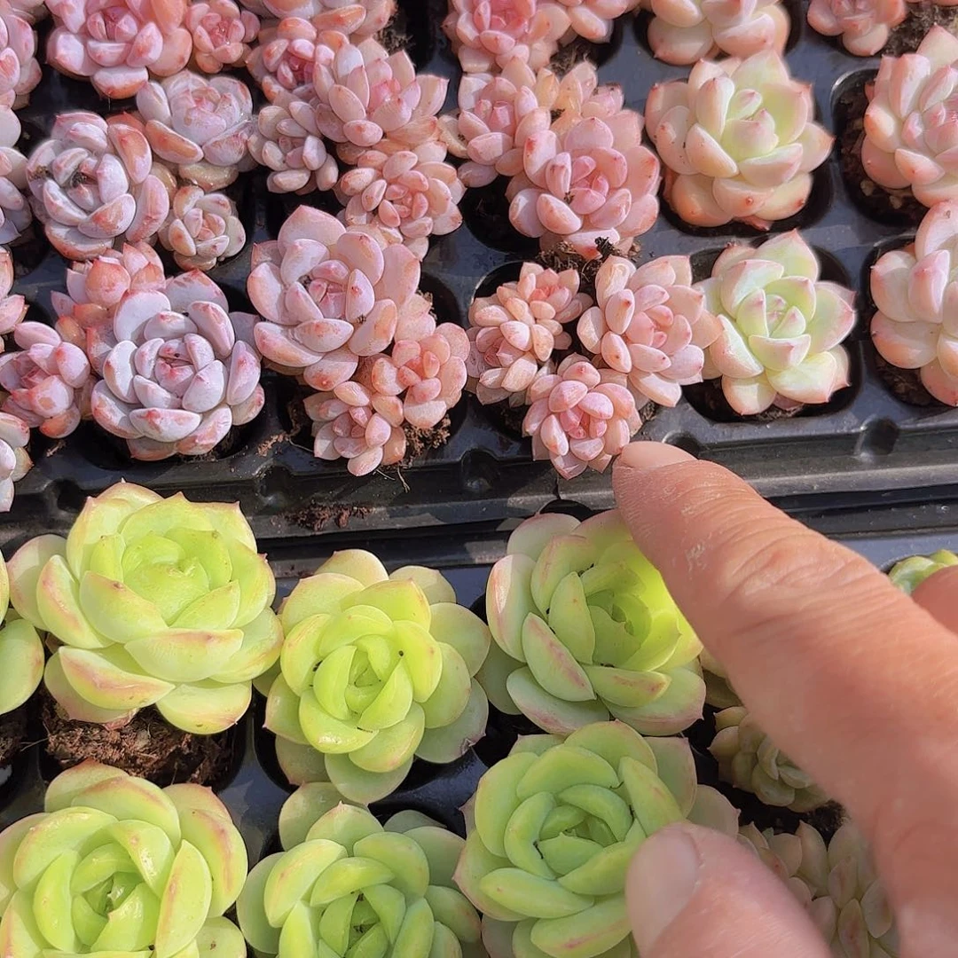 星星橙群一颗量拍11