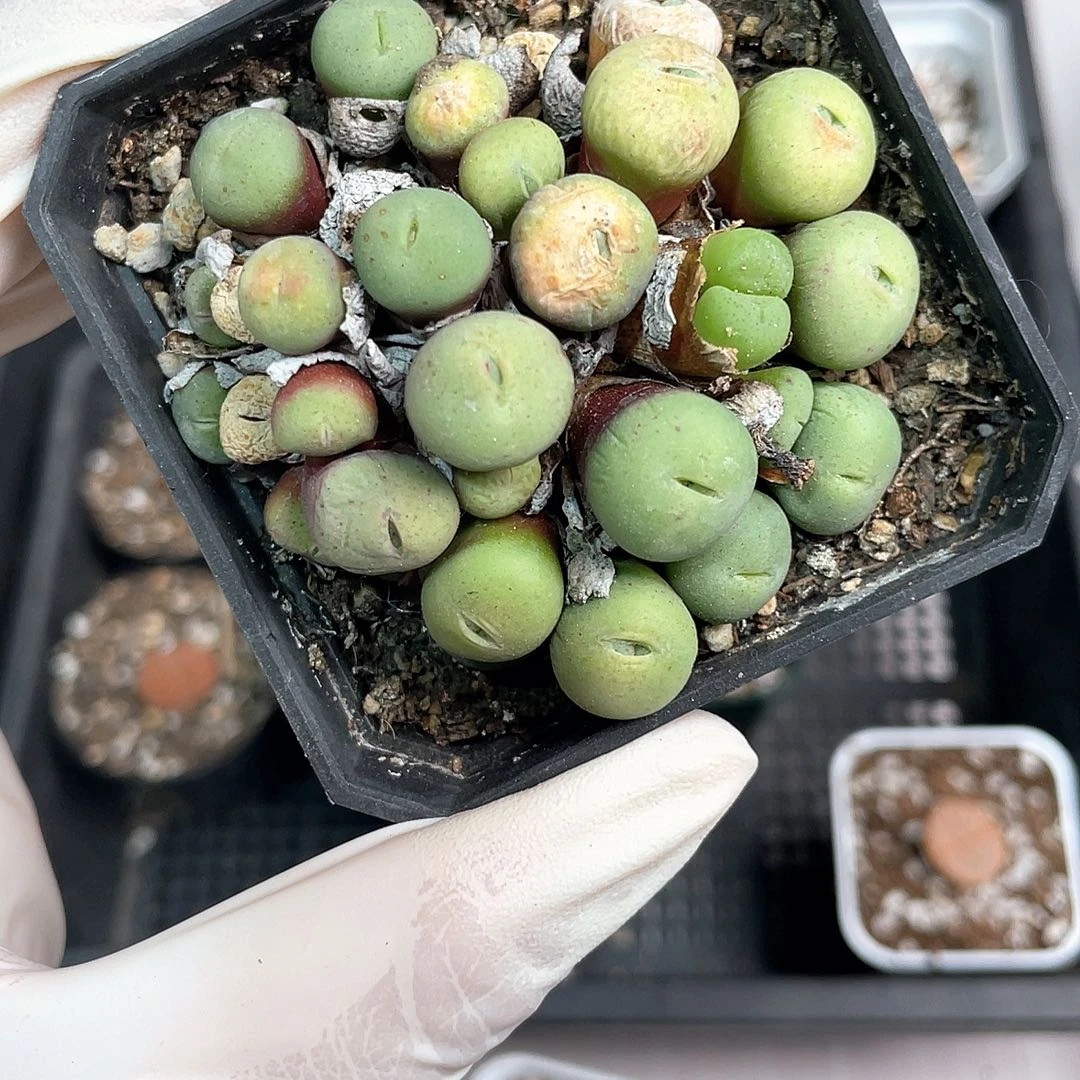 3342大棚清仓甩卖了