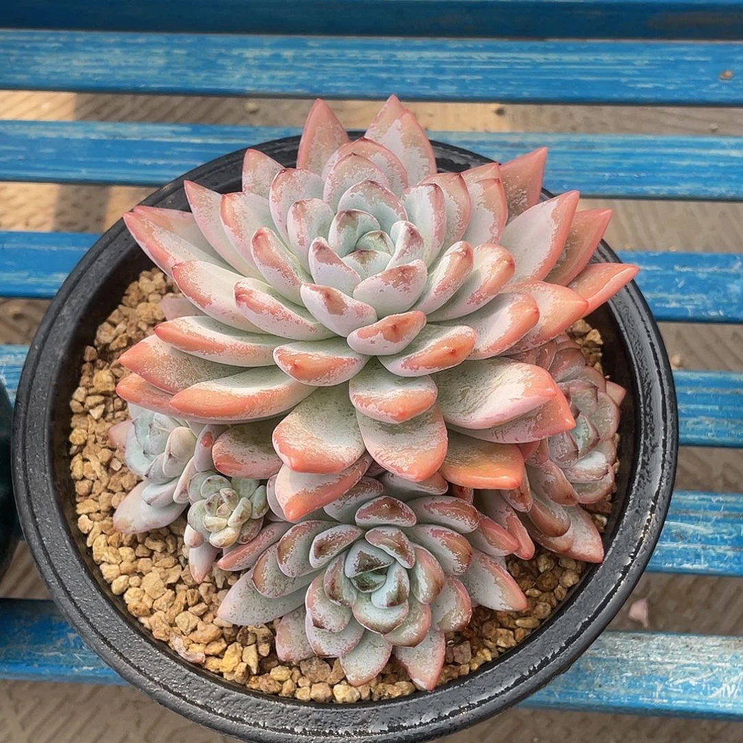 星星雪捧花脱土发货