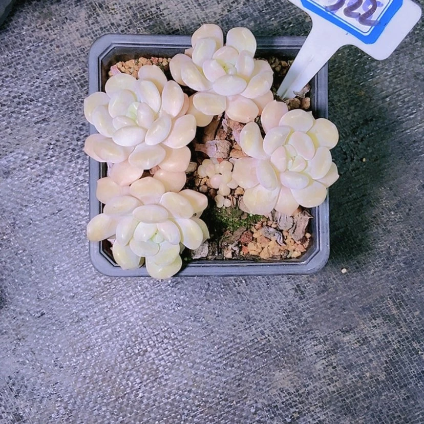 【闪购商品】?***?1322