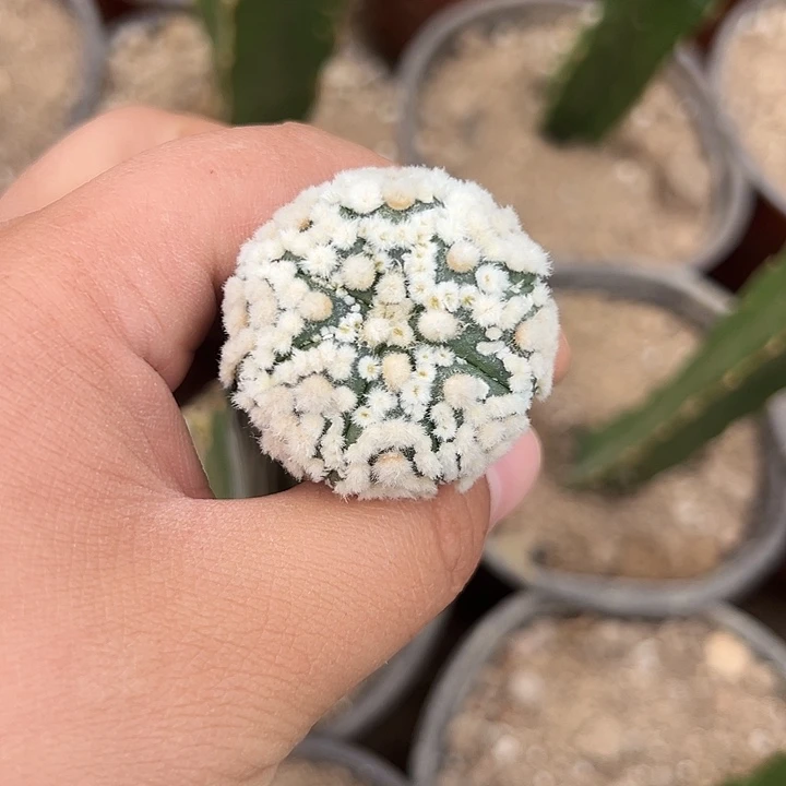 一代海星花园兜仙人球714