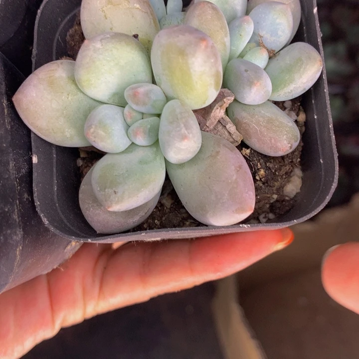 香水双头  （满9.99包邮不满9.99发叶子）