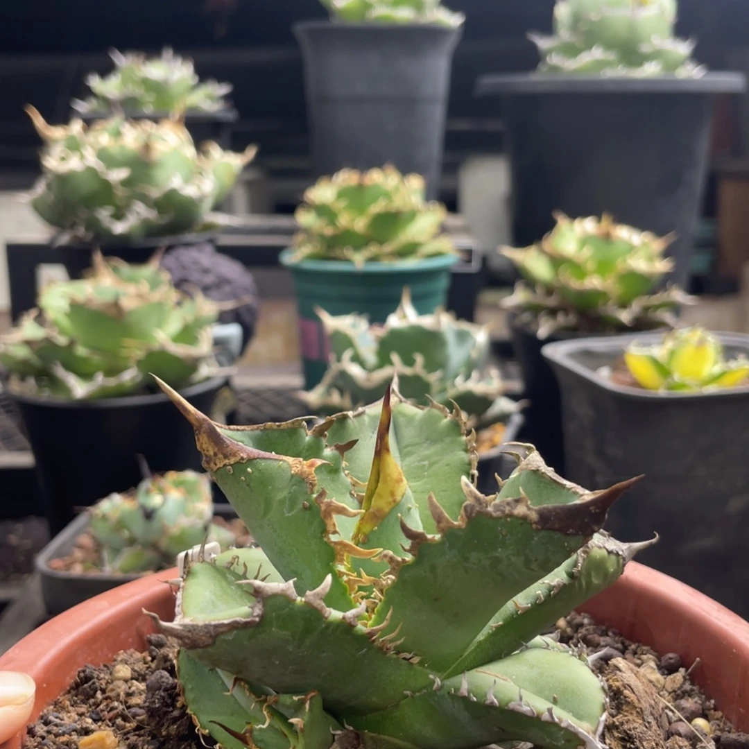 【闪购商品】白犀。  不是白犀牛