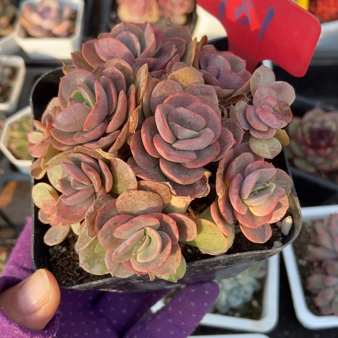 981秀妍多肉植物多肉