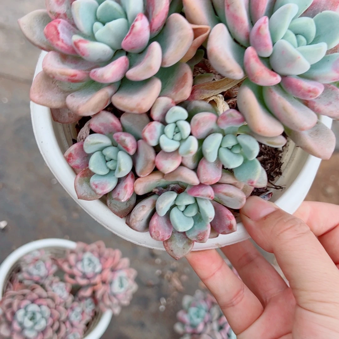 花斑露双头起发带仔