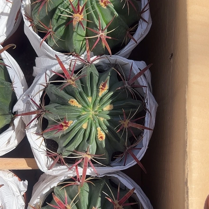 日出多肉植物仙人球