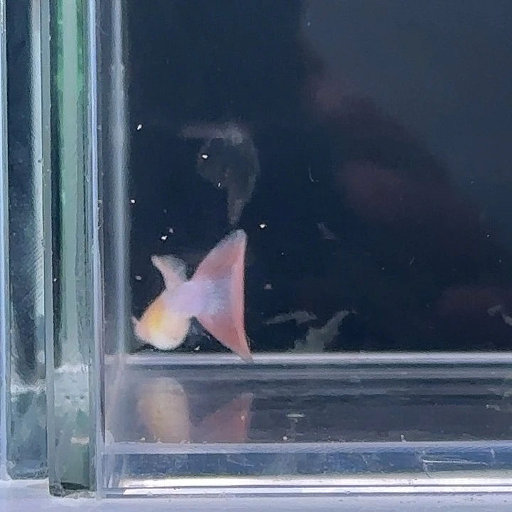 孔雀鱼天使彩虹3对