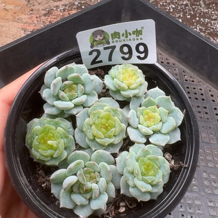 多肉植物多肉植物