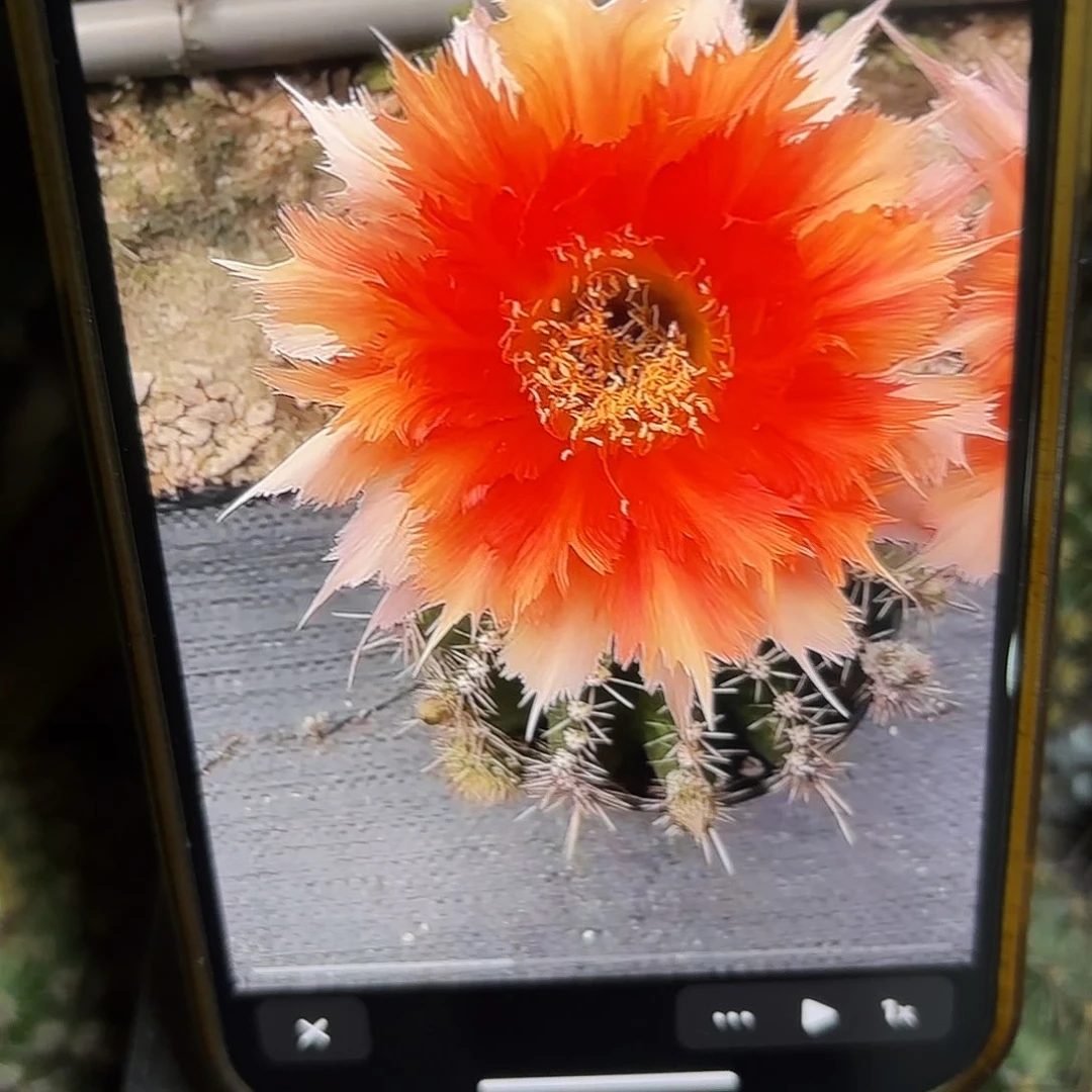 魔羽彩侧牙20包邮60