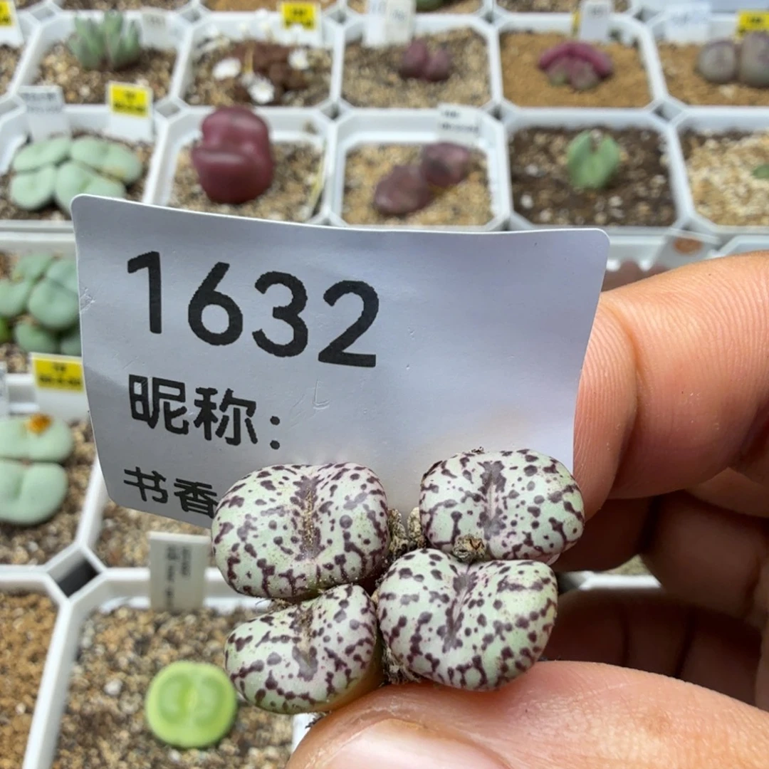 多肉植物多肉多肉多肉多肉
