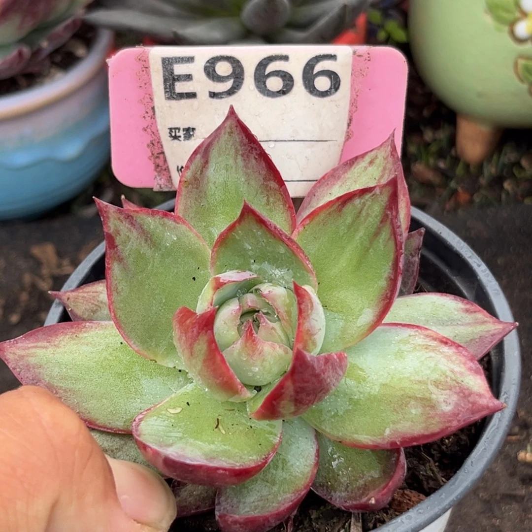 惊鸿仙子多肉植物966