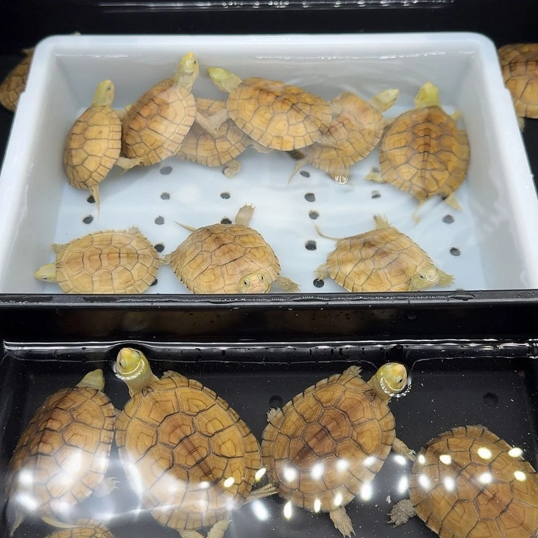 *****绿毛龟母乌龟乌龟乌龟