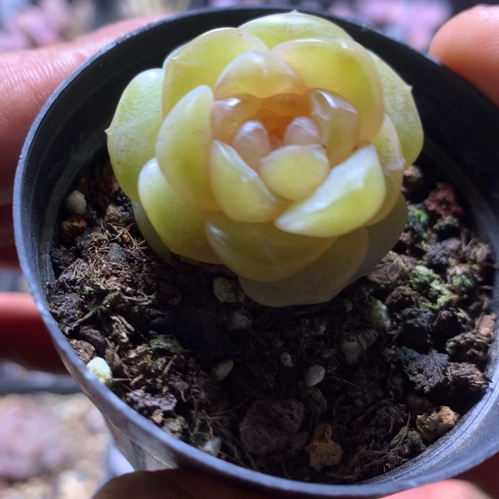 甜心3号一物一拍多肉