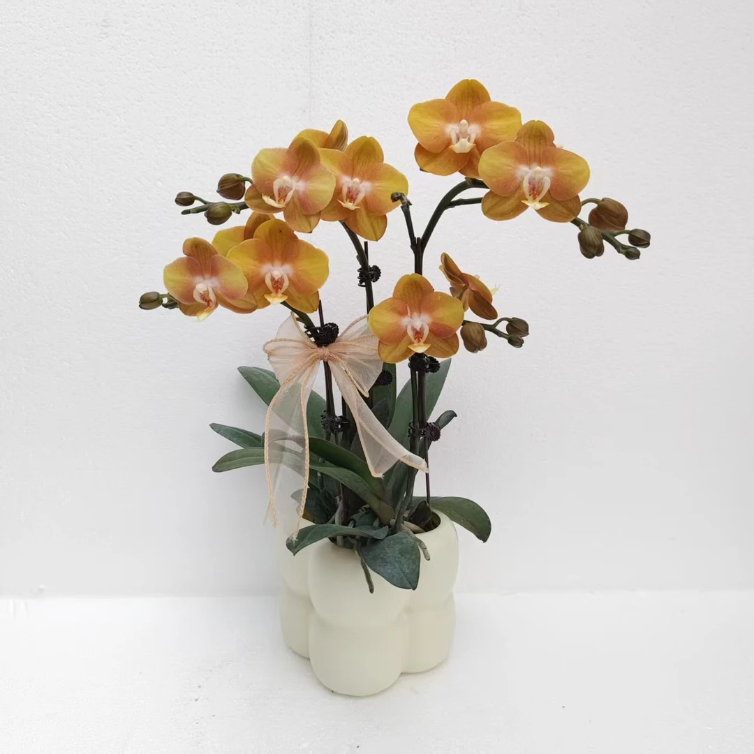 高端复古拉斯维加斯蝴蝶兰黄色系花卉室内绿植