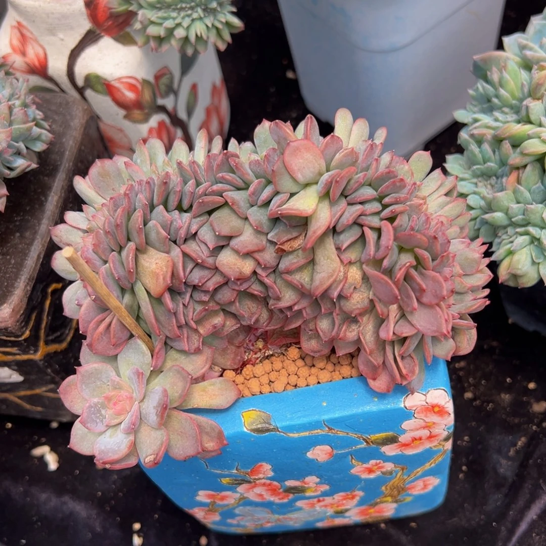 欣***悦天天开心 桑葚冰 冰魄缀