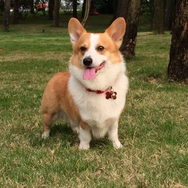 可爱奶油双色三色柯基幼犬小型活体宠物伴侣犬