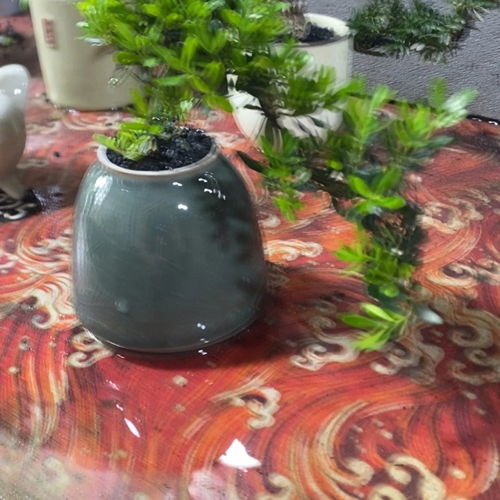 ****y无花朵退款拉黑拉黑27