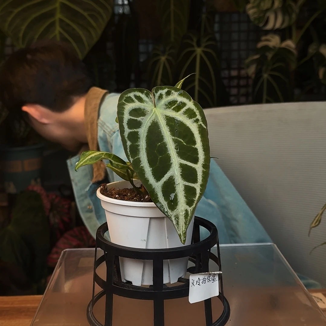 完全开放R80银色闪光杂超级银