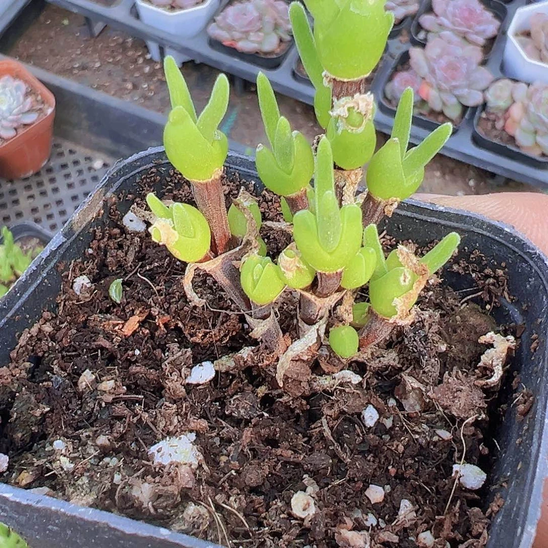 兔子枝干8头起多肉