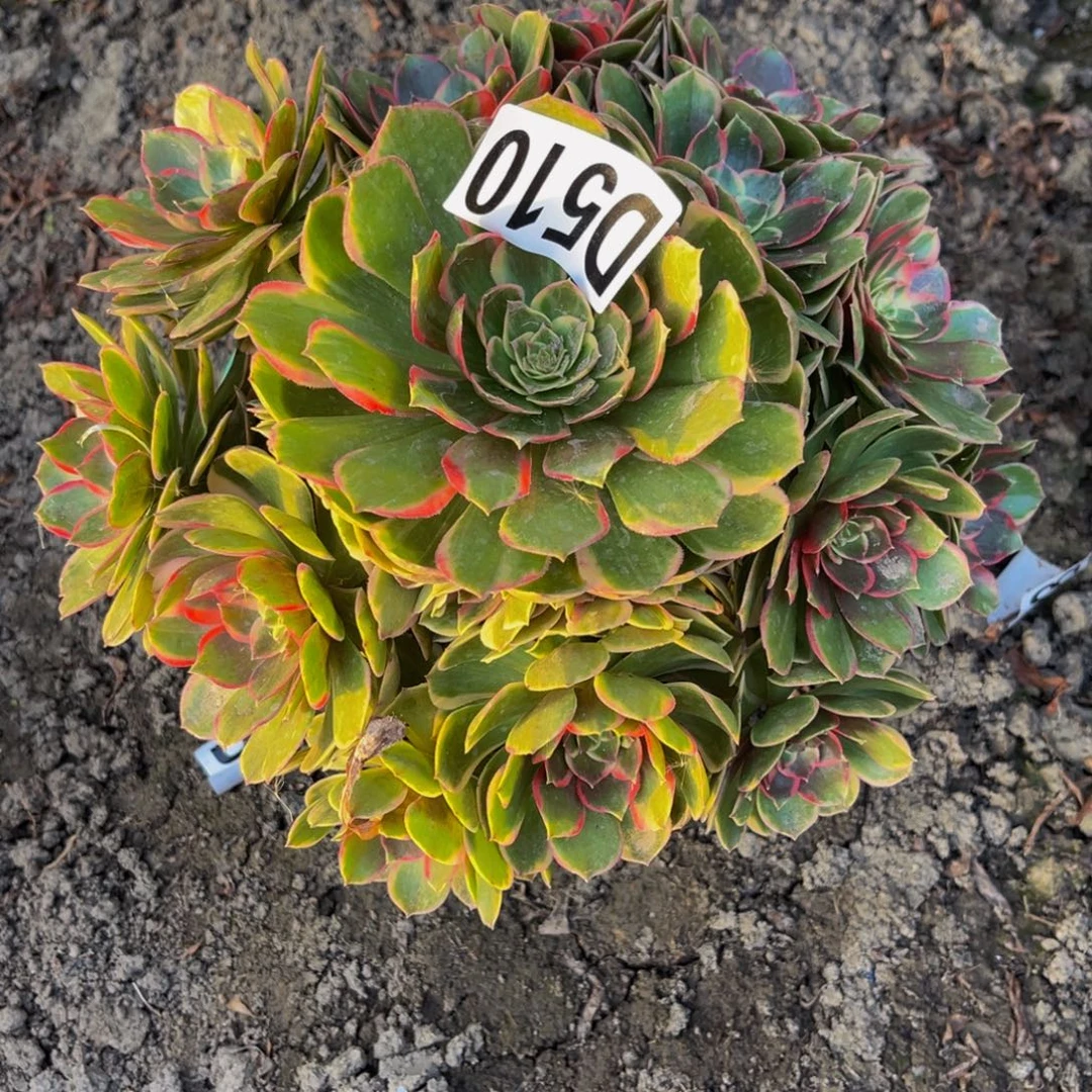 粉花妖26/////29包邮
