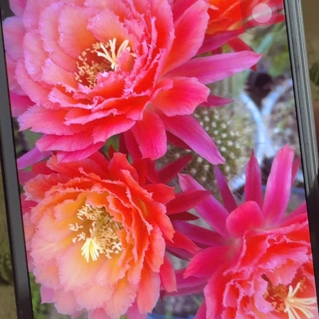 牛牛根冠服7公分毛花柱