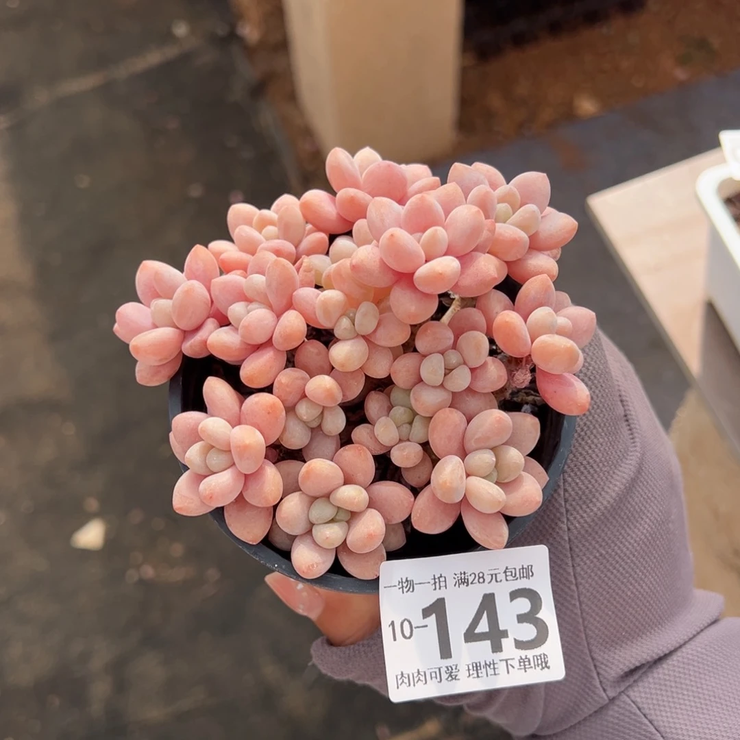 ?****?鱼子酱多肉多肉多肉多肉