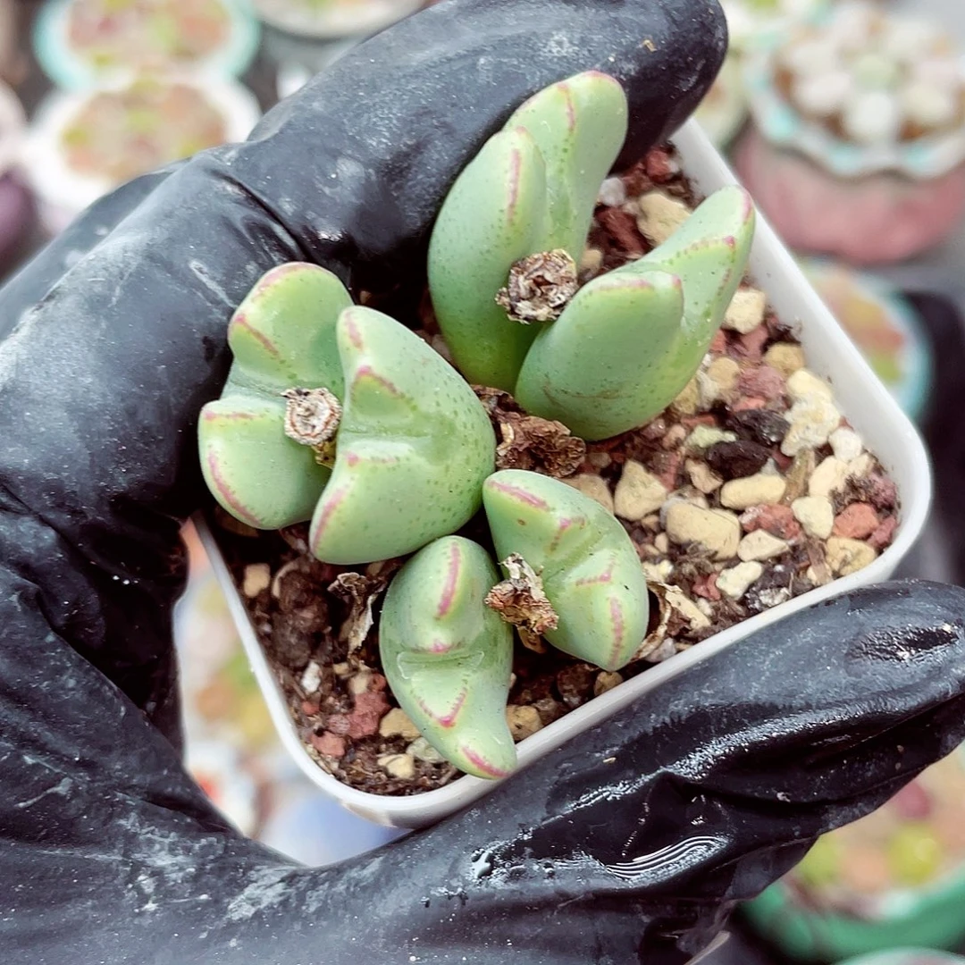 生石花满18包邮0923-228