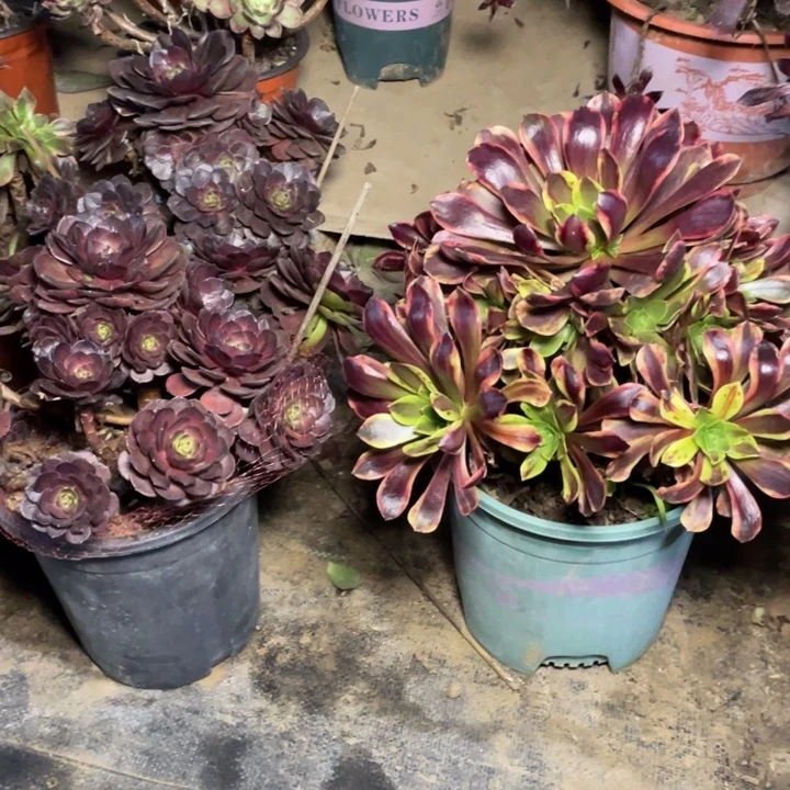 40欧佳丽多肉植物多肉