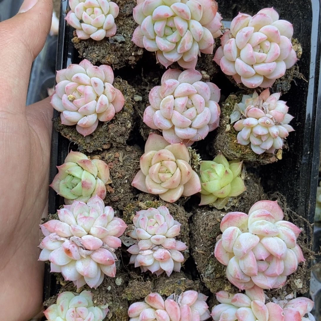 春泥家框拍链接A19