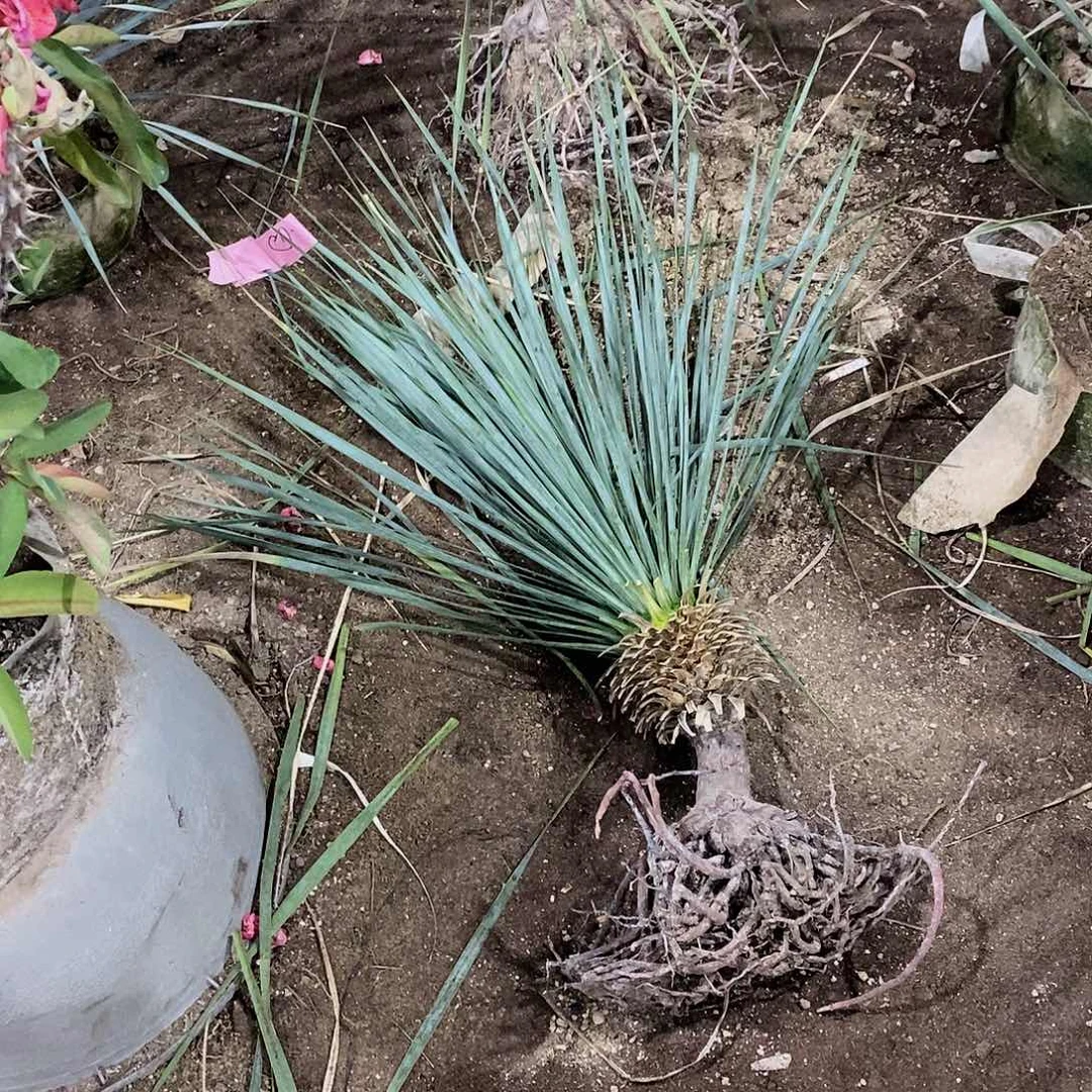 王***艳稻草人一颗1111111