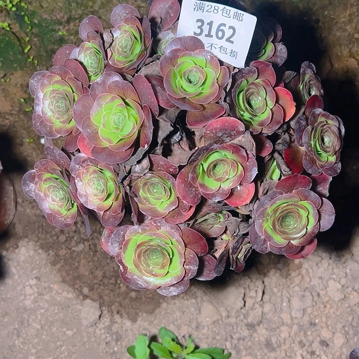 3162魅金玫瑰多肉植物