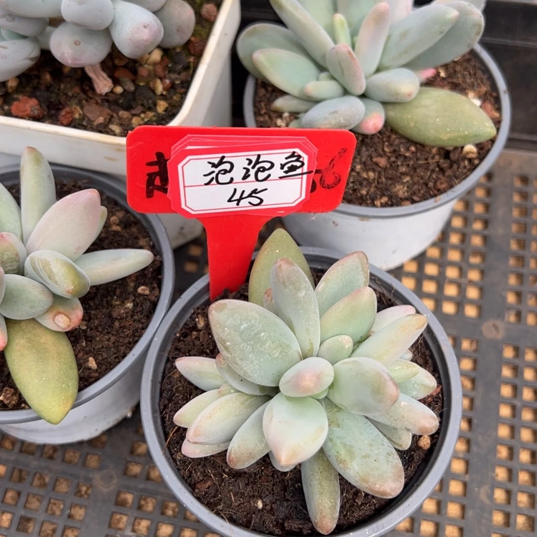 *****泡泡鱼45。