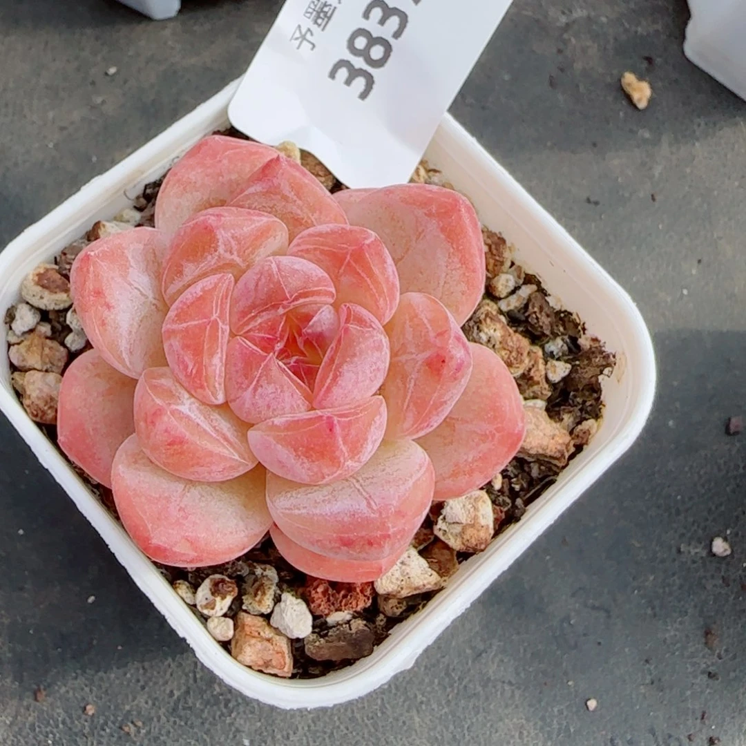 黛玉冰魄，3837多肉植物