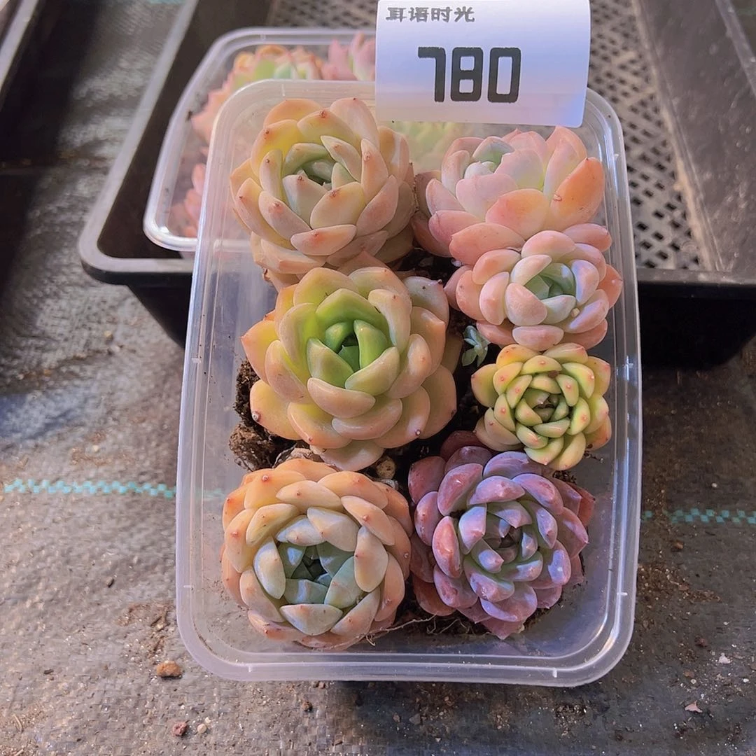 780，拼盘，多肉植物