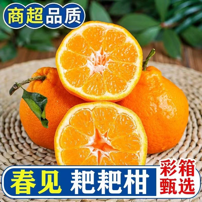 【果地直发1】正宗四川春见耙耙柑 香甜多汁 现摘现发 4.5斤