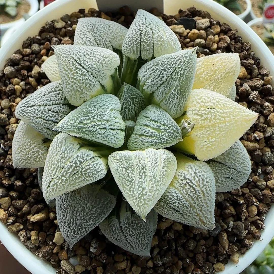 145号荻原磨面锦一物一拍带盆土