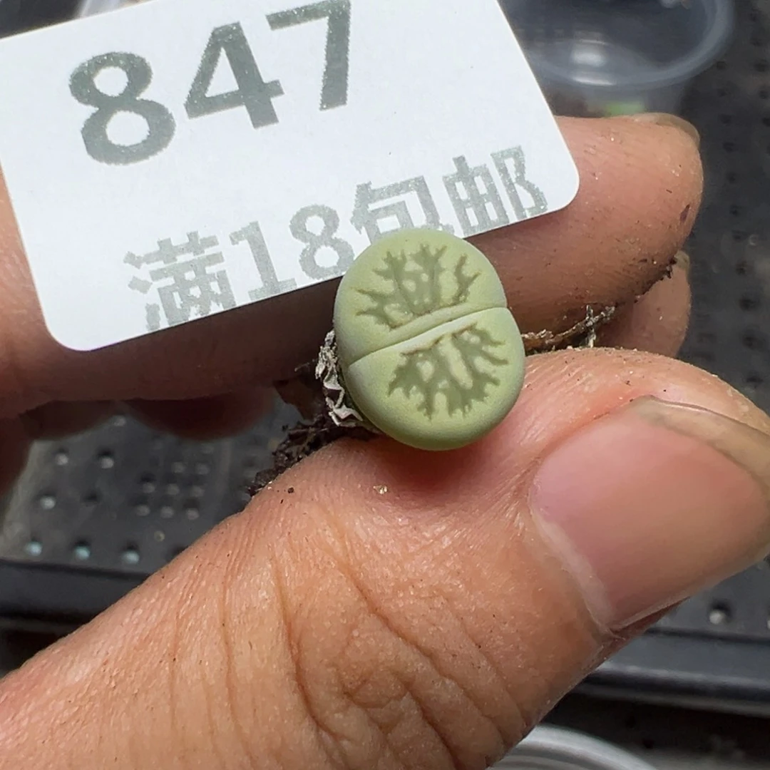 【闪购商品】 847。
